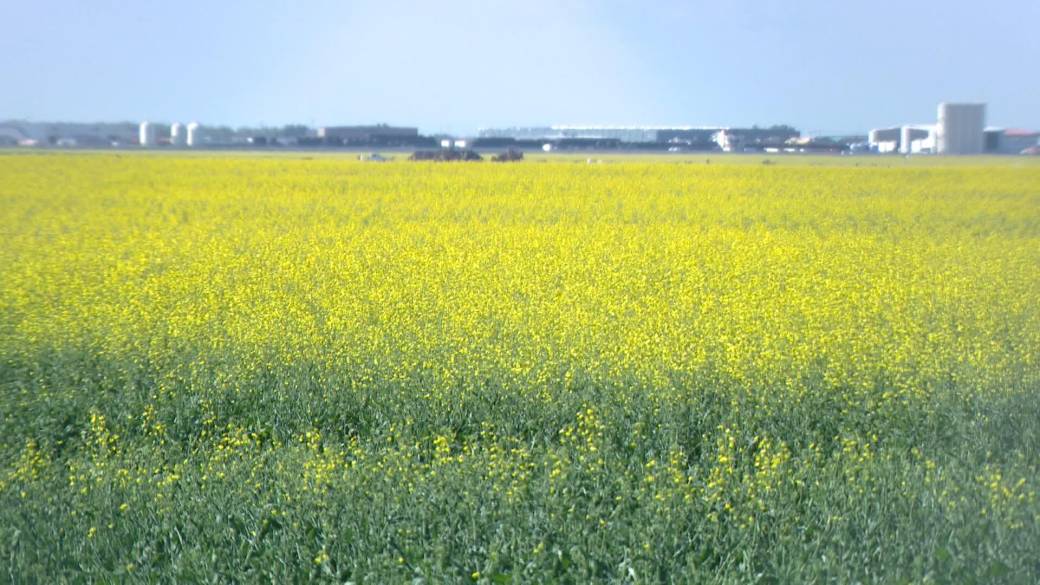 Click to play video: 'Canola sector $43 billion industry and economic driver in Canadian economy'