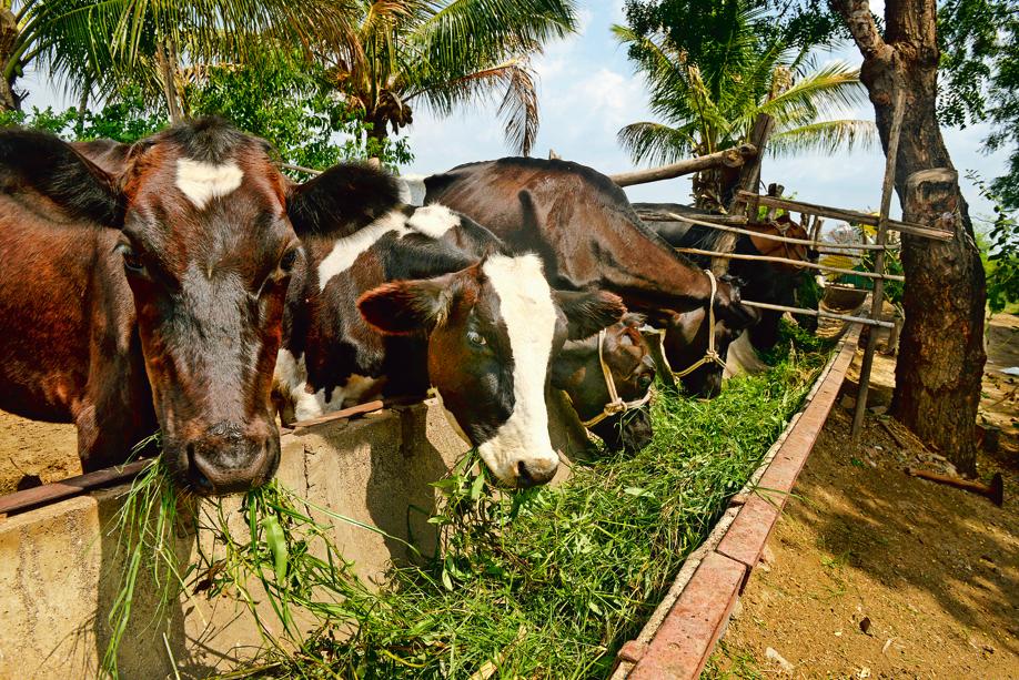 Tying up cows is bad practice. (Mint) Tying up cows is bad practice. (Mint)