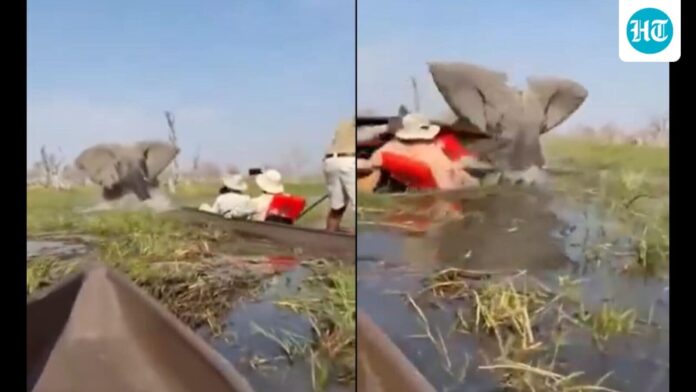 Elephant charges at tourists, shoves woman underwater during safari in Elephant charges at tourists, shoves woman underwater during safari in Botswana. Watch