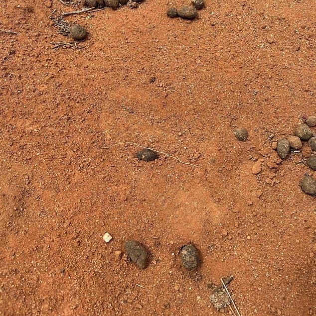 Police released an image of a solitary footprint in the dirt they believe may be Gus'