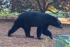 Residents of Mass. town warned after bear attacks goat, tries Yahoo news home