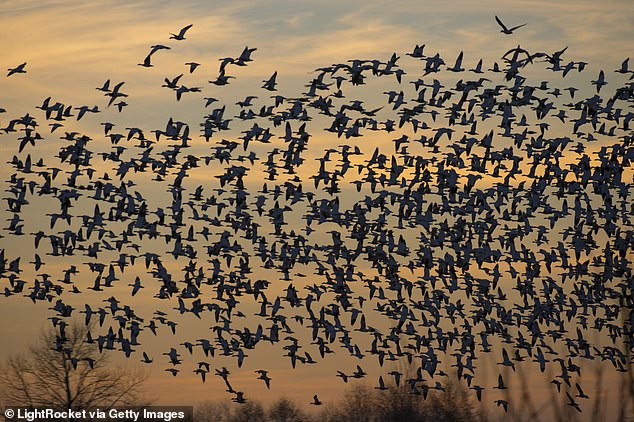 Changing migration schedules can be fatal because it leads to birds showing up at feeding and mating sites when there isn't enough food available to survive (Stock Image)