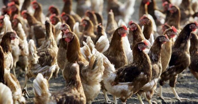 Belgium orders all poultry to be kept indoors over bird flu outbreak - National