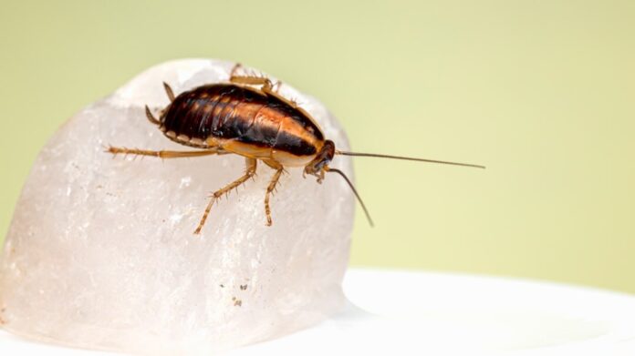 Woman trying to burn cockroach accidentally sets building on fire, Woman trying to burn cockroach accidentally sets building on fire, killing neighbour