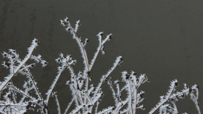 Freeze warning issued for Cincinnati and Columbus as temperatures drop Freeze warning issued for Cincinnati and Columbus as temperatures drop across Ohio