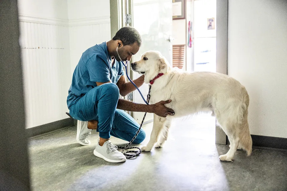 Veterinarian in scrubs using a stethoscope to examine a standing golden retriever in an exam room