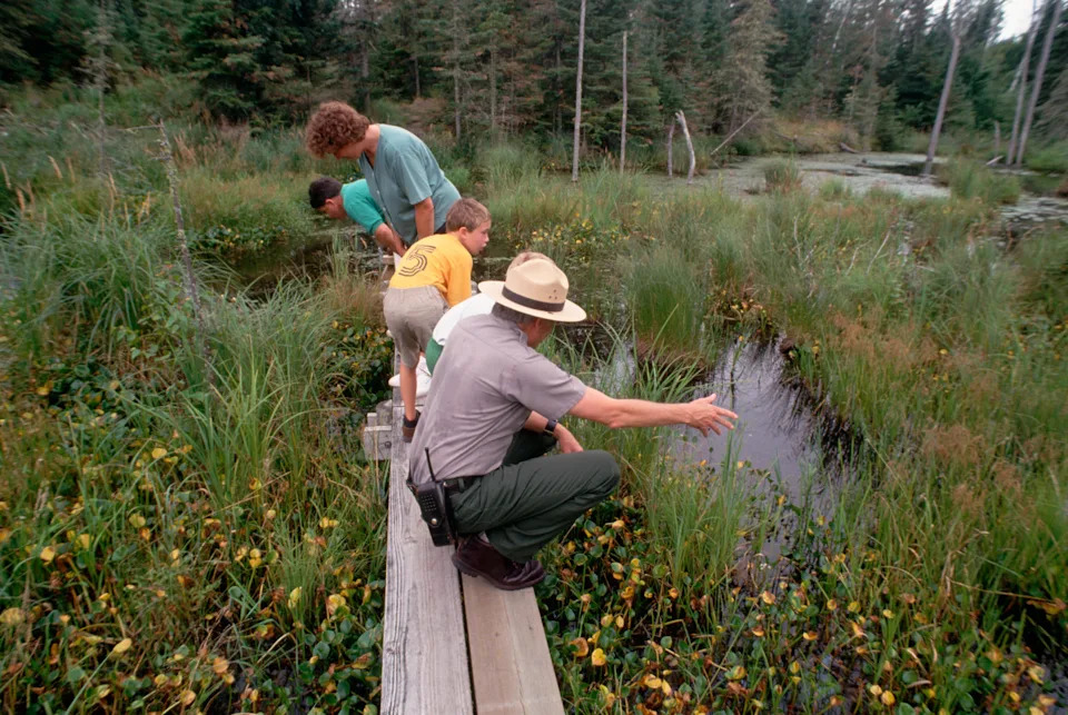 Park ranger guides children exploring a wetland area, pointing out features and wildlife. The scene highlights nature education and conservation efforts