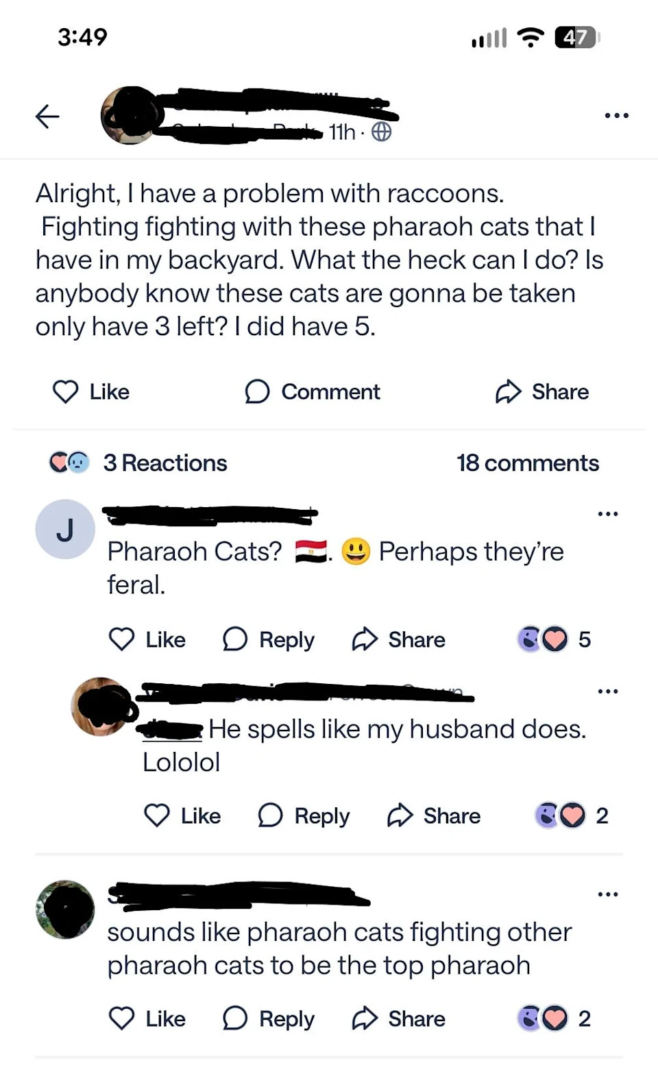 Facebook post about raccoons referred to as "pharaoh cats" with humorous comments suggesting they are feral and competing for dominance
