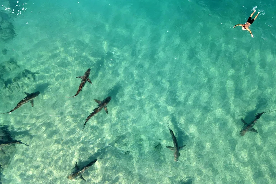 Dusky sharks are attracted to the warm water off the coast of Hadera (AFP/Getty)