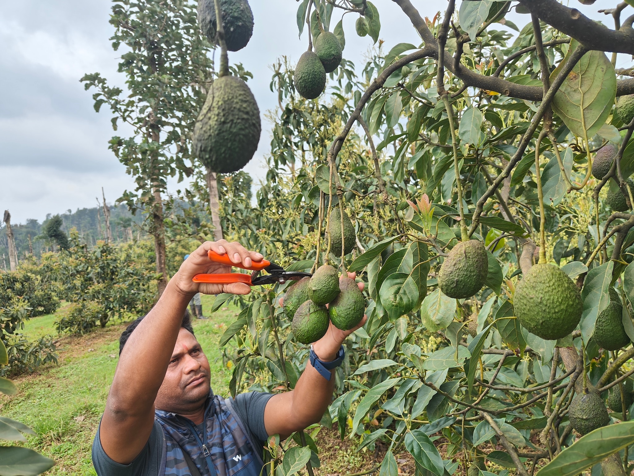 Avocado harvesting in progress at the nursery of Westfalia Fruit India in Coorg, Karnataka. Avocado harvesting in progress at the nursery of Westfalia Fruit India in Coorg, Karnataka.