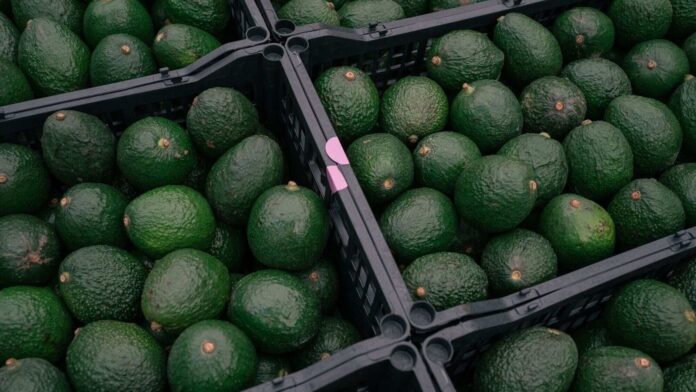 Aztec's ‘testicle’ to Gurugram’s dosa: Inside India’s avocado goldrush Aztec's ‘testicle’ to Gurugram’s dosa: Inside India’s avocado goldrush