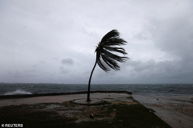 A palm tree sways on the Kingston waterfront as Hurricane Melissa approaches, in Kingston, Jamaica, October 27, 2025