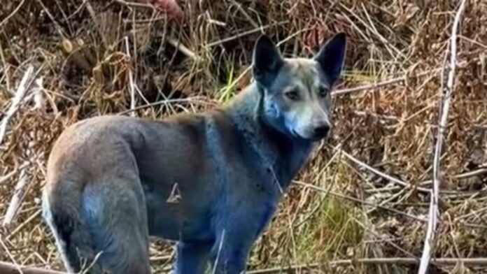 Chernobyl dogs turn blue: Mystery colour change in hounds baffles Chernobyl dogs turn blue: Mystery colour change in hounds baffles caretakers