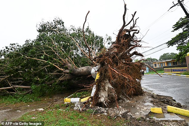 A fallen tree is seen in St. Catherine, Jamaica, on October 28, 2025. Ferocious winds and torrential rain tore into Jamaica Tuesday as Hurricane Melissa made landfall, the worst storm ever to strike the island nation and one of the most powerful hurricanes on record. The extremely violent Category 5 system was still crawling across the Caribbean, promising catastrophic floods and life-threatening conditions as maximum sustained winds reached a staggering 185 miles per hour (295 kilometers per hour). (Photo by Ricardo Makyn / AFP) (Photo by RICARDO MAKYN/AFP via Getty Images)