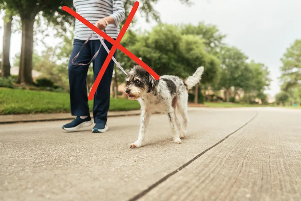 Person walking a small dog on a sidewalk in a suburban neighborhood. The person wears casual clothing and sneakers. Trees and grass line the street