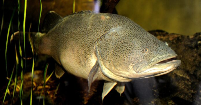 A freshwater fish named Arnie just swam a record 530 A freshwater fish named Arnie just swam a record 530 miles, mostly upstream, Australian scientists say