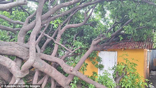 BARAHONA, DOMINICAN REPUBLIC - OCTOBER 28: (----EDITORIAL USE ONLY - MANDATORY CREDIT - 'DEFENSA CIVIL DOMINICANA / HANDOUT' - NO MARKETING NO ADVERTISING CAMPAIGNS - DISTRIBUTED AS A SERVICE TO CLIENTS----) A tree collapses onto a house due to strong winds and rain as Tropical Storm Melissa impacts Barahona, Dominican Republic, on October 28, 2025. (Photo by Defensa Civil Dominicana/Anadolu via Getty Images)