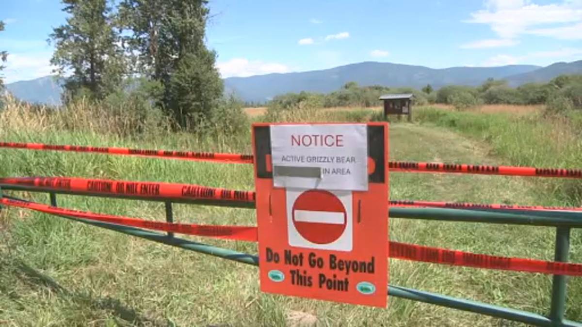 Click to play video: 'Man seriously injured by grizzly bear attack Creston, B.C.'