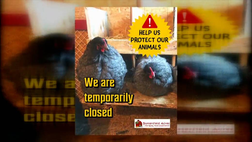 Click to play video: 'Alberta bird experts seeing more avian flu cases than in previous years'