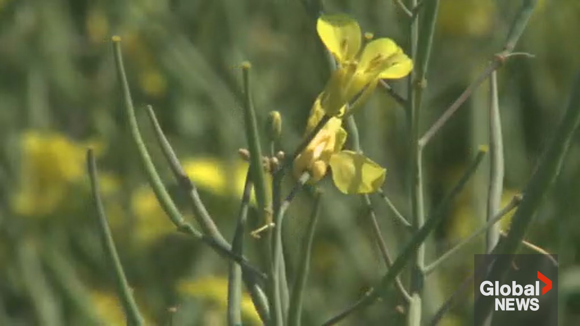 Click to play video: 'China’s 76% tariff on Canadian canola seed takes effect'