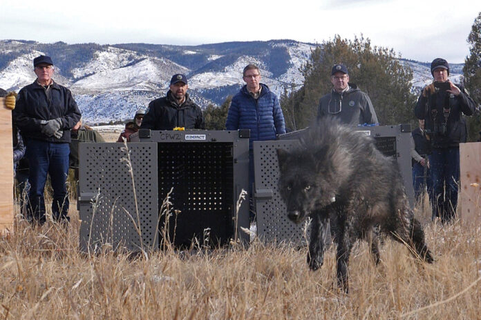 Trump administration tells Colorado wolves must come from U.S. Rockies Yahoo news home