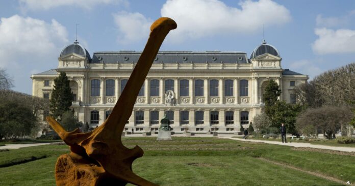 Woman arrested over theft of gold worth $1.7 million from Woman arrested over theft of gold worth $1.7 million from Paris Natural History Museum