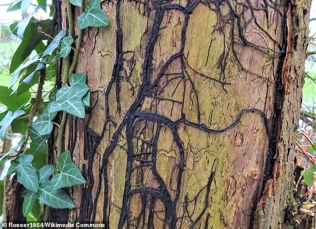 Honey fungus form a network of black root-like structures called rhizomorphs, also known as boot lace, which helps them invade tree roots and bark