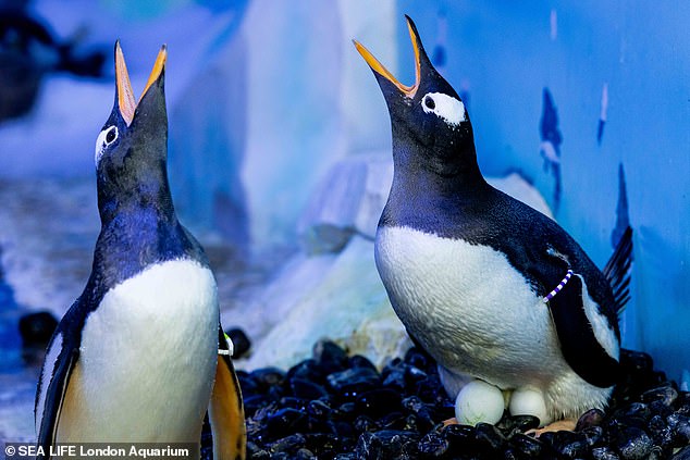 Gentoo penguins are classified as 'near threatened' and The International Union for the Conservation of Nature lists them as 'least concern' (Pictured in 2024)