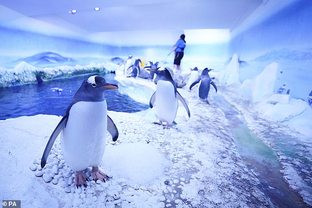 Aquarists and penguins at the Sea Life London Aquarium during the annual 'count and clean' at the London attraction on December 19, 2022