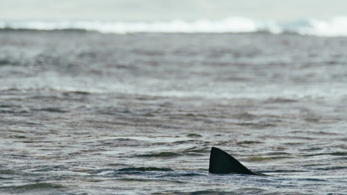 'Likely the first time anyone has seen this' Yahoo news home