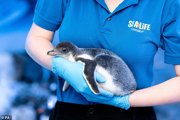 London aquarium claims its penguins are healthier living in room Campaigners claim the colony of birds at the Sea Life London Aquarium have 'no daylight, no fresh air' Pictured is a baby gentoo penguin at Sea Life in 2019