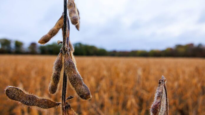 Tariffs steal spotlight as AI frenzy seems to fade Tariffs steal spotlight as AI frenzy seems to fade