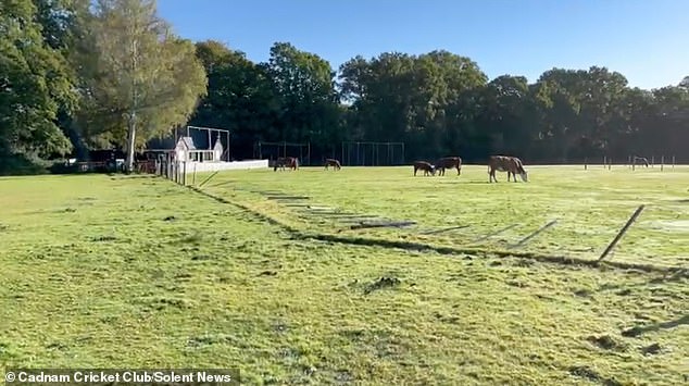 Village cricket club is accused of breaching ancient law by New Forest ponies pictured grazing on the grass before the controversial new fence was installed