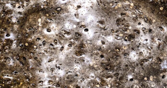 World's largest-known spider's web reveals different species "having a party" World's largest-known spider's web reveals different species "having a party" instead of preying on each other